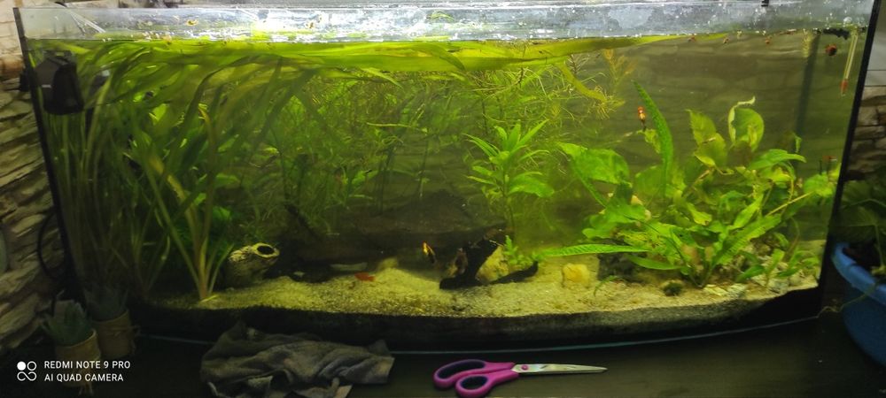 Zamienię anubiasy lub sprzedam