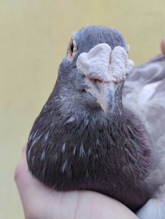 Gołębie pocztowe Fabry, stara linia, WYSYŁKA, gołębie pocztowe