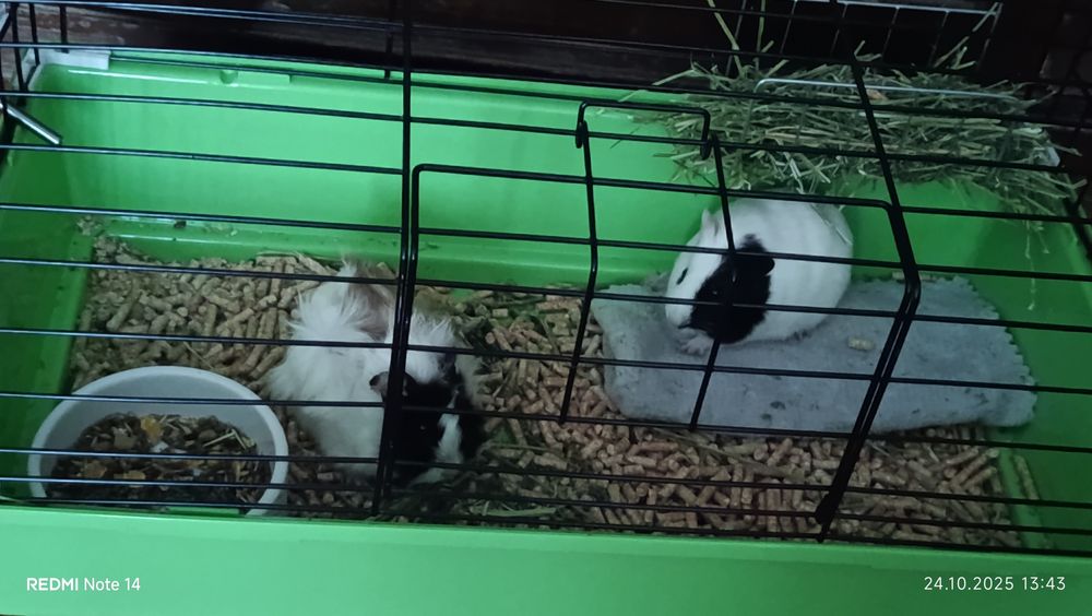 Срочно,Морські свинки продам