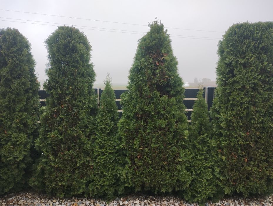 Tuja szmaragd wysoka