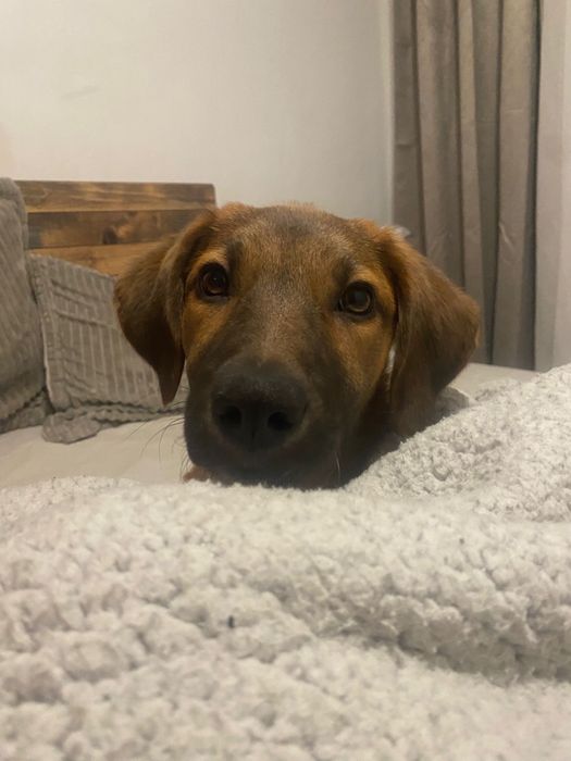 Dou cadelinha de 1 ano