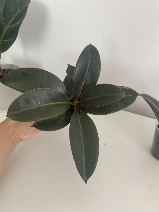 Фікус робуста еластік