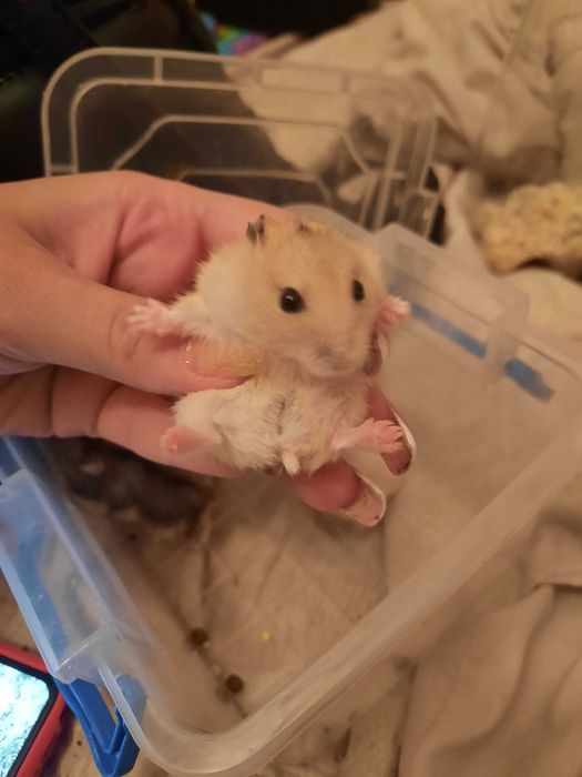 Хомячки маленькие, джунгарики