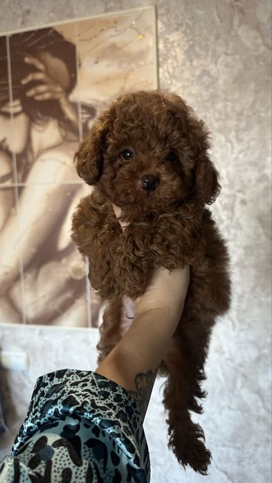 Той пудель КСУ хлопчик