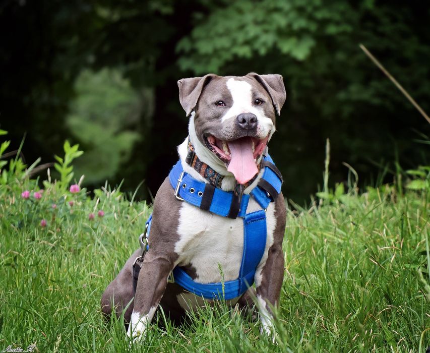 Burbon - amstaff szuka odpowiedniego domu