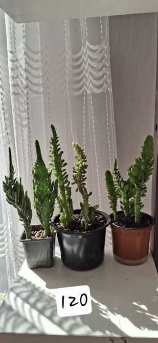 кімнатні рослини  , квіти