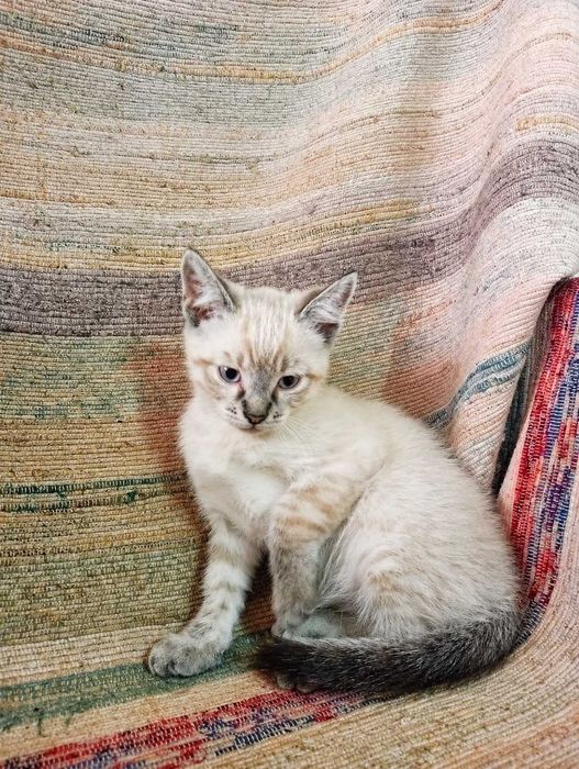 MACHO | Gatinho de olhos azuis disponível para Adoção Responsável