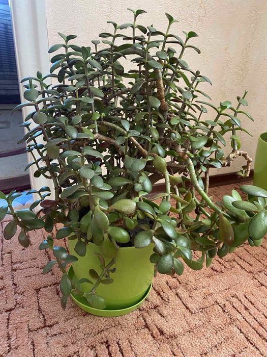 Продам «грошове» дерево