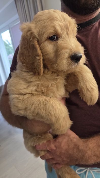 Goldendoodle piesek do odbioru