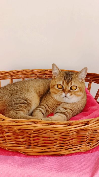Золотая шиншилла, котик,котята.