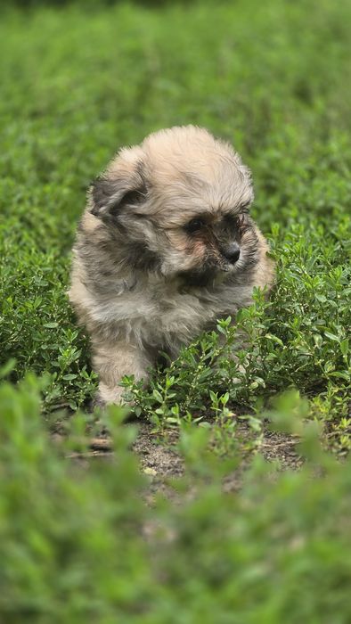 Maltipoo cudowna suczka