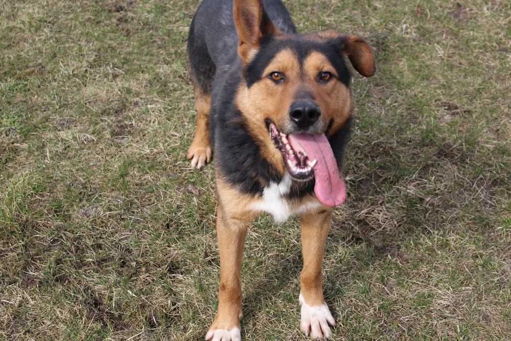 001243 Sprinter do adopcji.