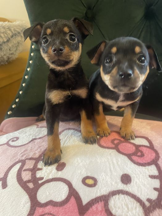 Suczka    pinczer miniaturowy  maluśka