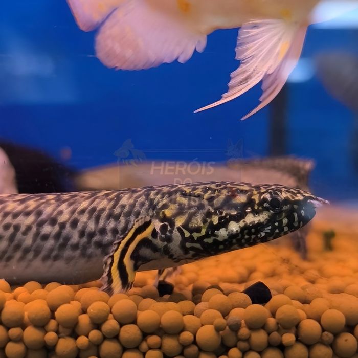 Polypterus Ornatipinnis