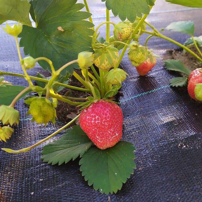 Agrotkanina czarna P70 0,6x100