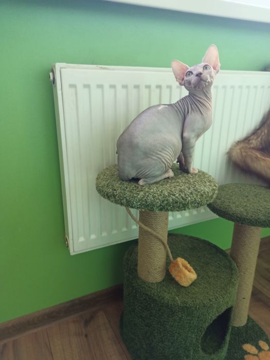 Канадський сфінкс самка