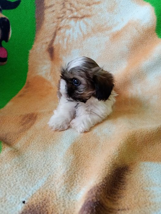 Szczeniaki shih tzu tricolor z rodowodem
