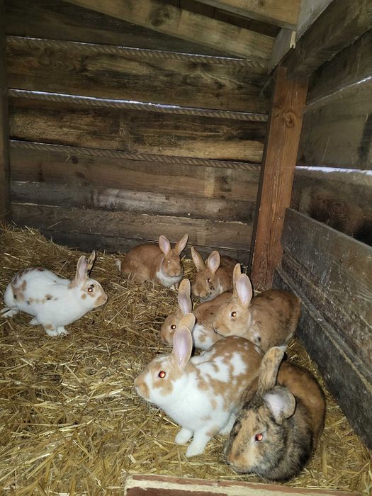 Króliki samce japońskie, kalifornijskie