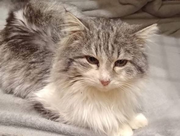Отдам даром в добрые руки пушистого серо-белого котика