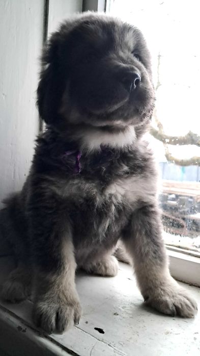 Тибетського мастифа цуценята продаж