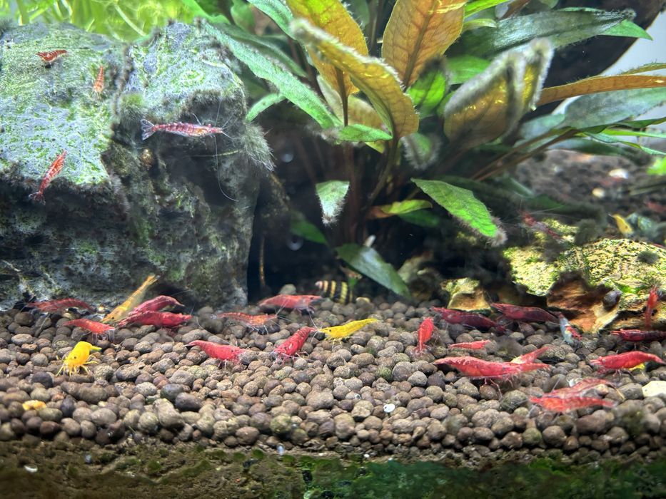 Krewetki Neocaridina davidi, Cherry Shrimp
