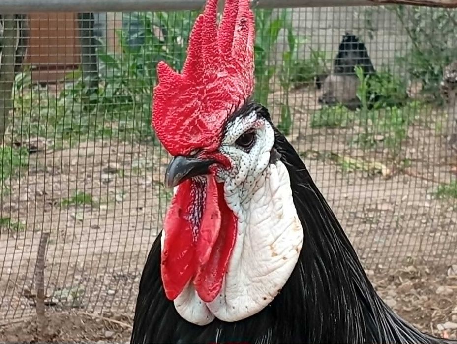 ovos galados e pintos Jersey gigante e White Face Spanish