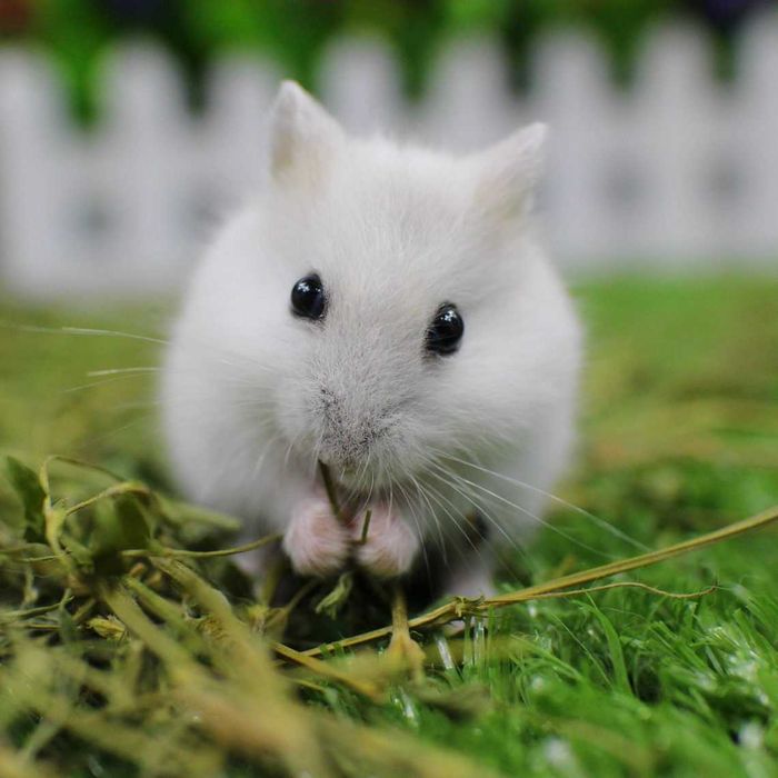 Роскошные джунгарские хомячки, белоснежного окраса, хомячата, хомяки