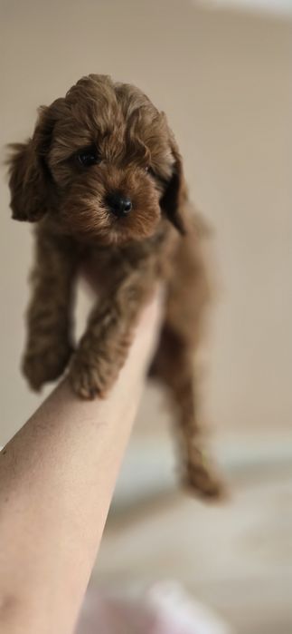 Cavapoo/ dziewczynka