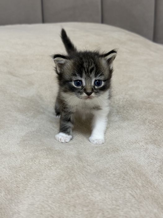Котики шукають дім