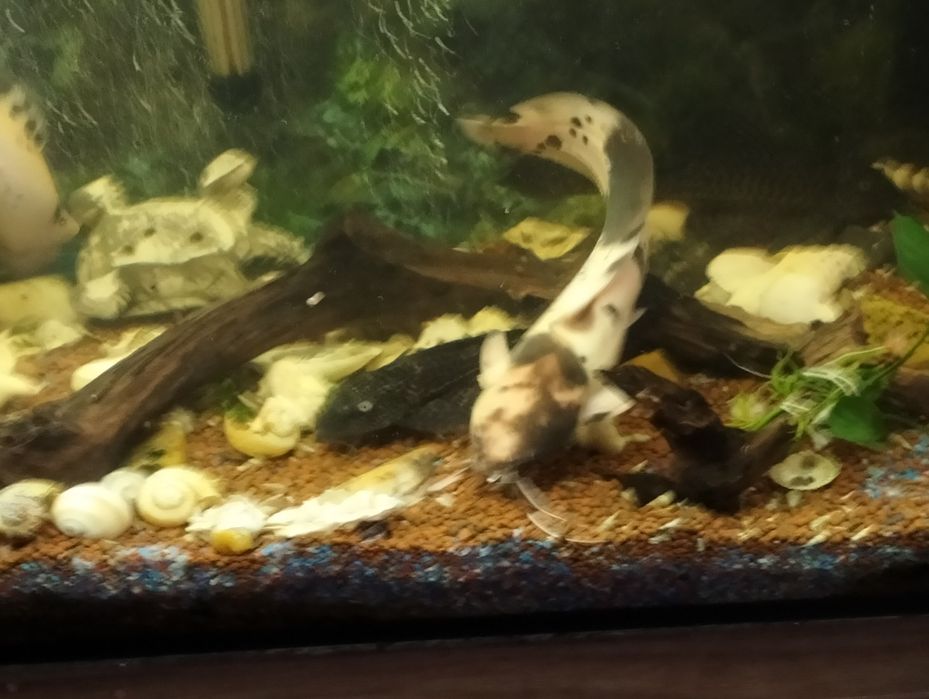 Rybki do akwarium zamienię sprzedam