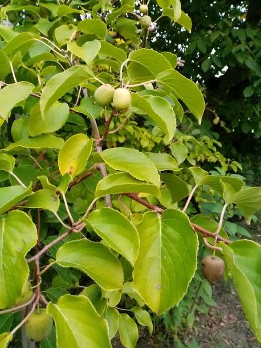 Саджанці актинідія (ківі)