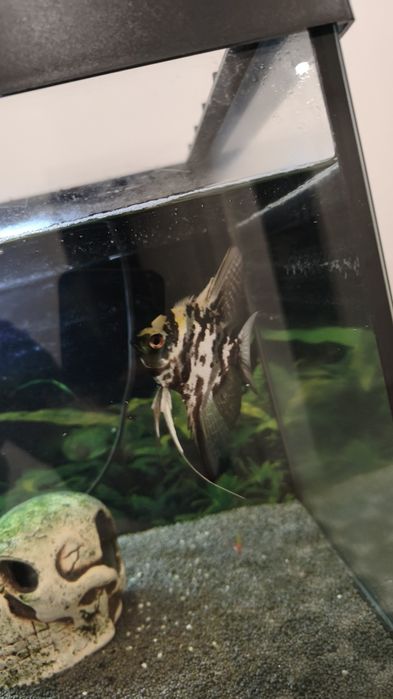 Peixe Escalar com cerca de 2 anos