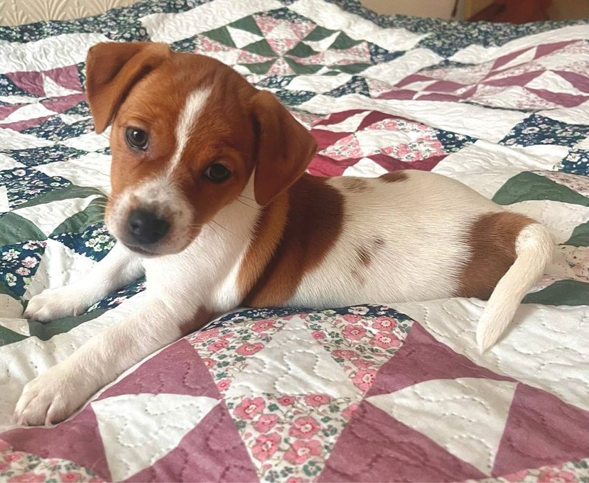 Цуценя Джек Рассел терьєр (дівчинка)