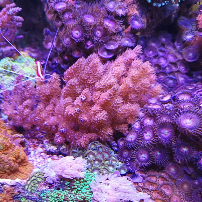 Corais moles  vários