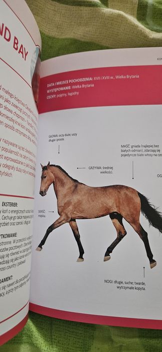Konie rasowe- książka