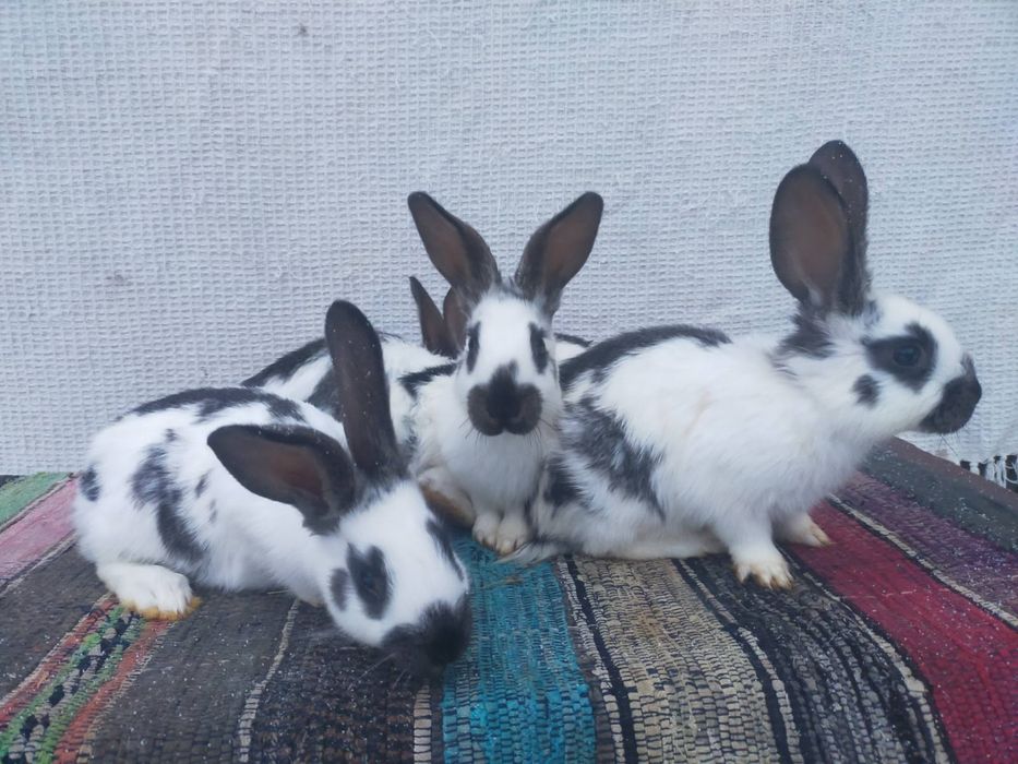 Сткокачі і шиншила . Кролики м'ясної породи.