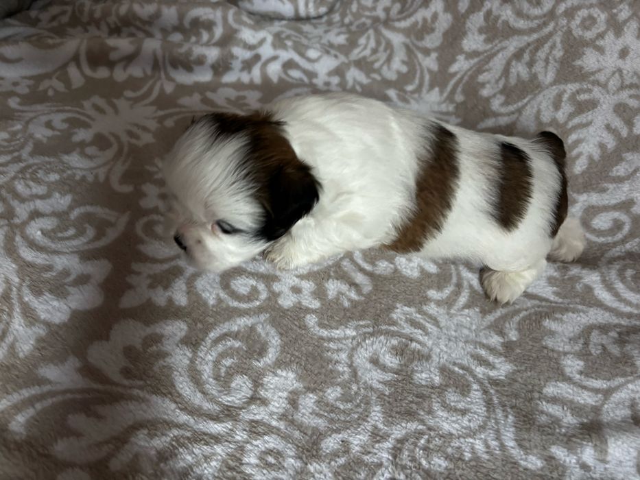 Piesek rasy shih tzu Ares    Rezerwacja
