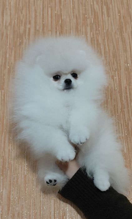 Пухнасте щастя , КСУ