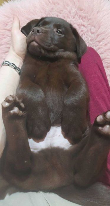 Шоколадні лабрадори з документами КСУ-FCI