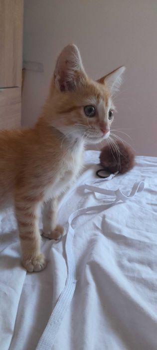 Gatinho disponível para adopção responsável.