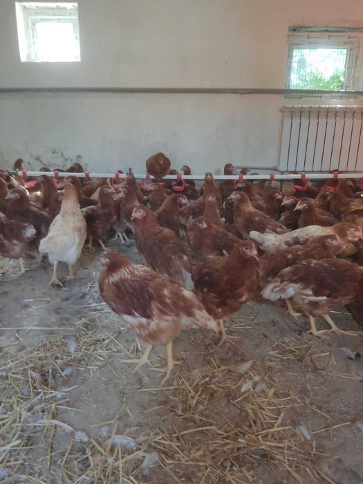 Продам кури несушки! Доставка безкоштовна. Павлоград!