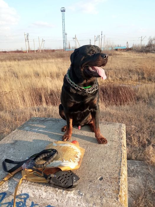 Молодой ротвейлер ищет принцессу