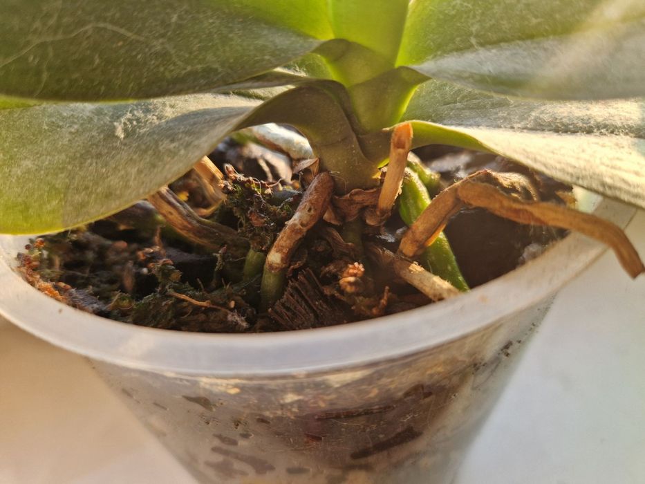 Орхідея фаленопсис