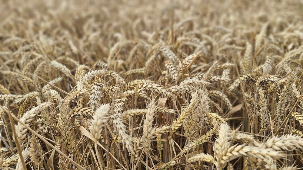 Pszenica ozima 25kg SZYBKA WYSYŁKA z gospodarstwa