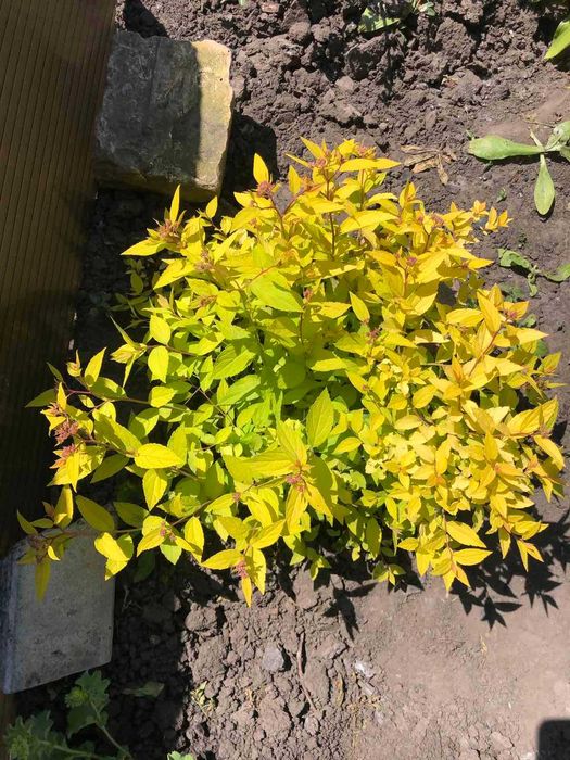 спірея   японська  ( ГОлдмаунд)