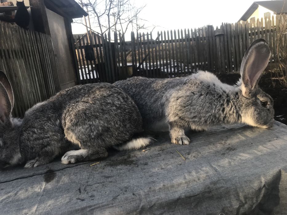 Продам кролики Європейська шиншила + панон.