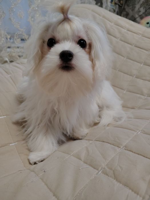 Продам милого хлопчика мальтезе