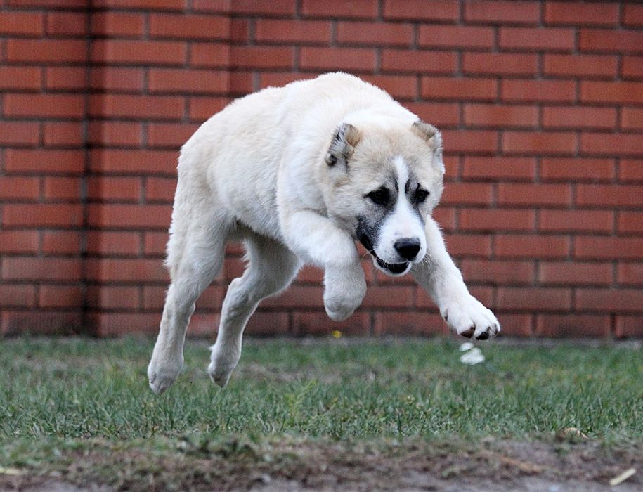 Кавказець-вовкодав.