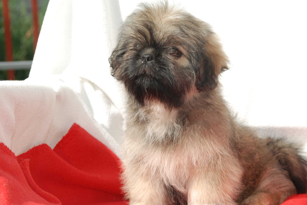 shih tzu sunia 10 tygodniowa sobolowa