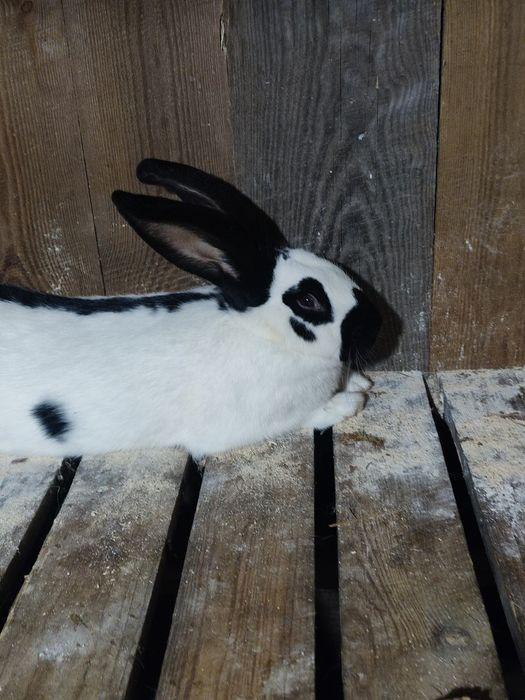 Кролі Німецький Строкач